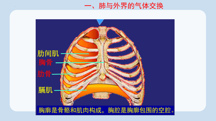 4.3.2 发生在肺内的气体交换2023-2024学年七年级下册生物同步精品课件（人教版）(共22张PPT)