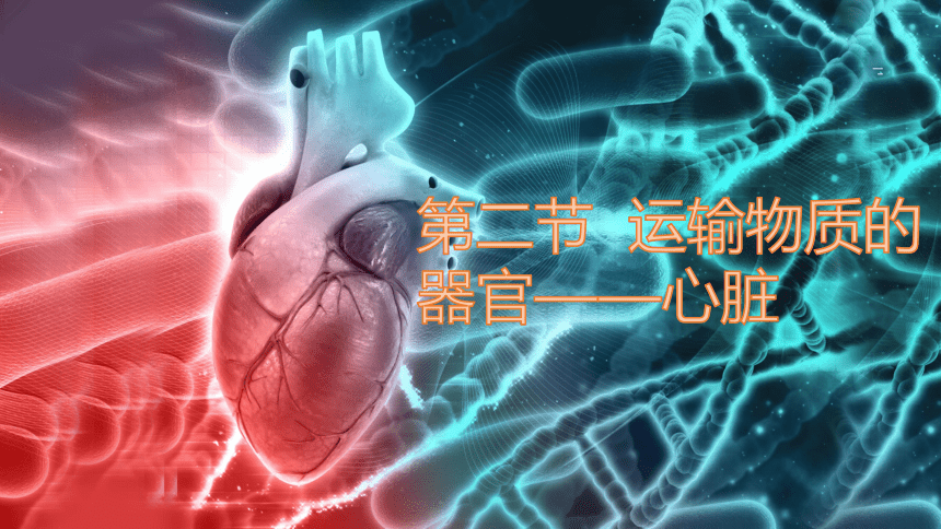 2.2.2运输物质的器官（心脏）课件-2023-2024学年冀少版生物七年级下册(共22张PPT)
