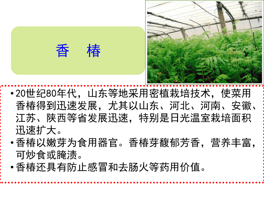 项目7.2 特色蔬菜生产--香椿 课件(共65张PPT)- 《蔬菜生产技术》同步教学（机械工业版）