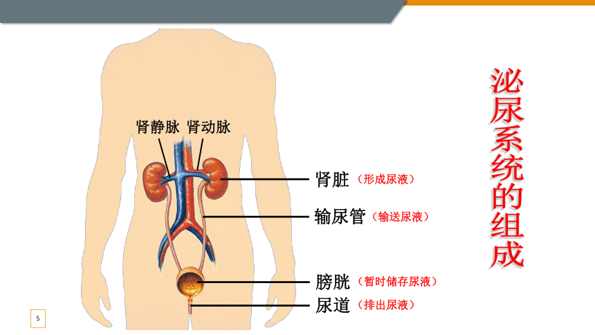 3.4.1尿液的形成和排出 第一课时 课件(共15张PPT) 济南版七年级下册