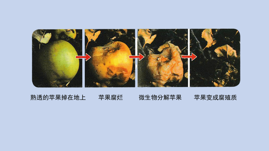 科学苏教版（2017秋）五下3《发霉与防霉》同步课件(共17张PPT)