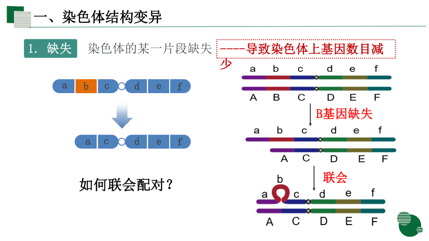 5.2.2染色体变异（第二课时）课件(共24张PPT)-人教版（2019）必修2