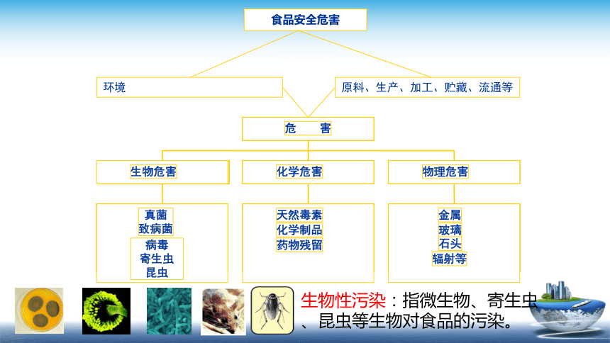 1.3.1  细菌及其毒素、1.3.2  真菌及其毒素 课件(共41张PPT)  《食品安全与控制第五版》同步教学（大连理工版）