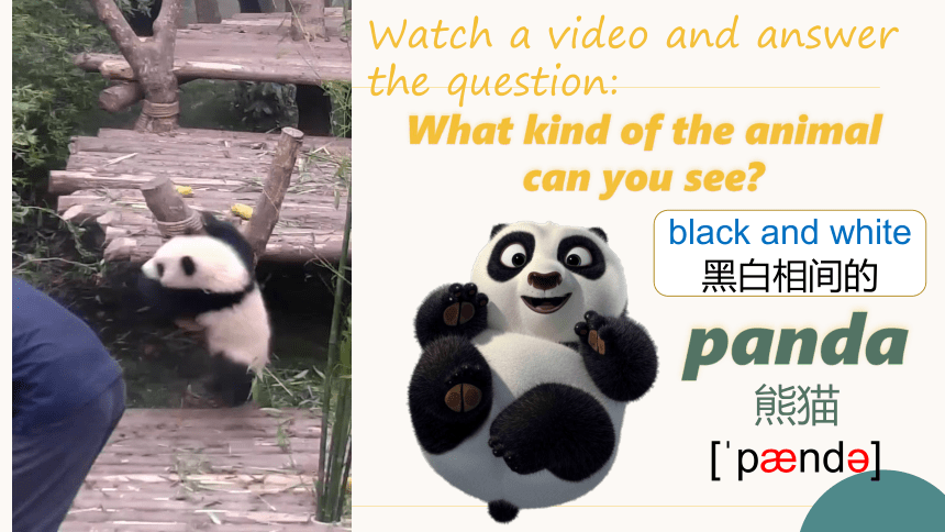 人教版七下Unit 5 Why do you like pandas?SectionA grammar focus-3c 课件+音频+视频