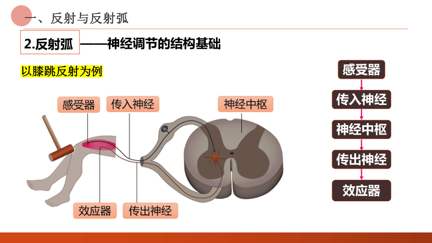 2.2神经调节的基本方式课件 (共26张PPT)人教版选择性必修1