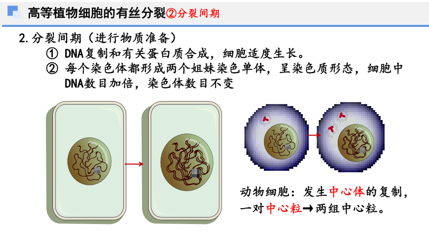 6.1细胞的增殖第二课时课件(共35张PPT)-人教版（2019）必修1
