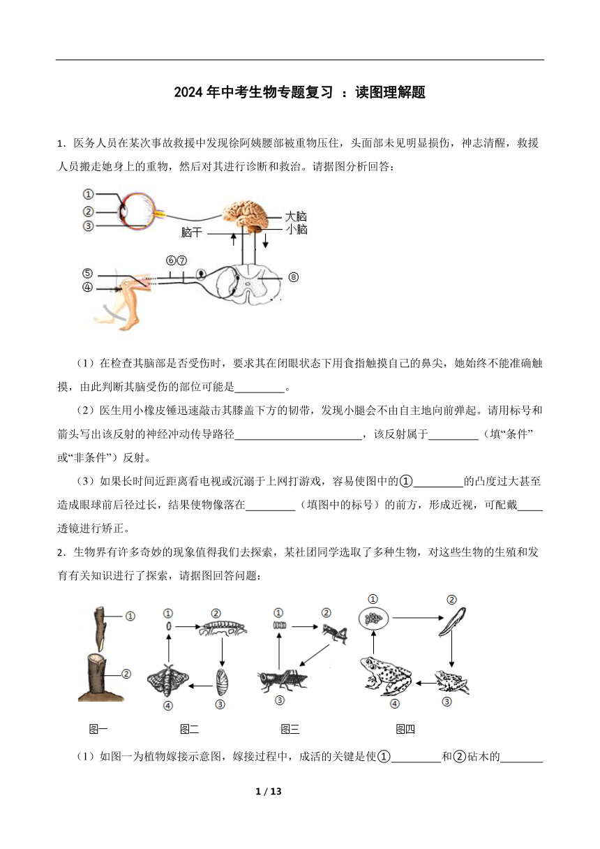 2024年中考生物专题复习 ：读图理解题（含答案）