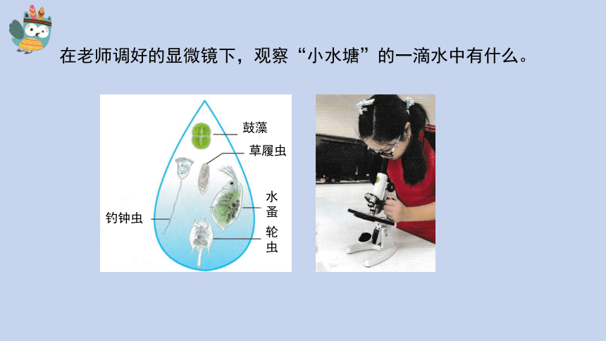 科学苏教版（2017秋）五下2《微小的生命体》同步课件(共17张PPT)