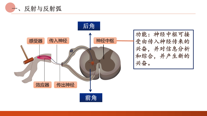 2.2神经调节的基本方式课件 (共26张PPT)人教版选择性必修1