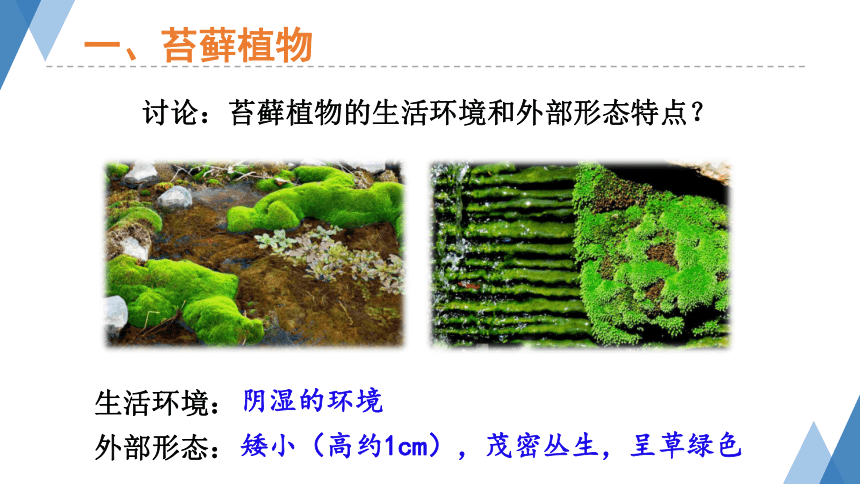 1.3.4苔藓植物和蕨类植物 课件(共26张PPT）2023-2024学年冀少版生物七年级上册