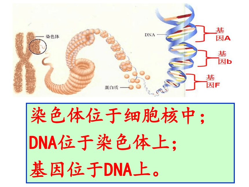 8.2.3++基因在亲子代间的传递++课件 (共23张PPT)鲁科版（五四学制）生物八年级下册
