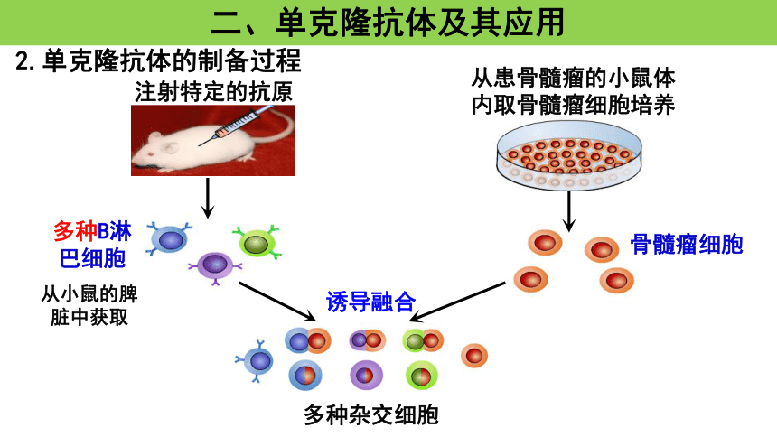2.2.2动物细胞融细胞与单克隆抗体（共24张PPT）-人教版2019选择性必修3