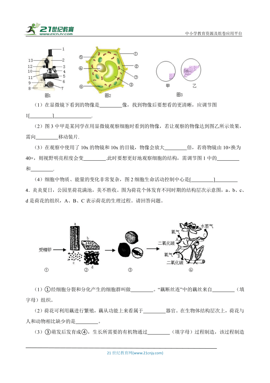 2024年中考生物读图理解专题复习：生物体的结构层次（含答案）