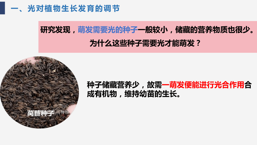 5.4环境因素参与调节植物的生命活动课件（共43张PPT）人教版选择性必修1