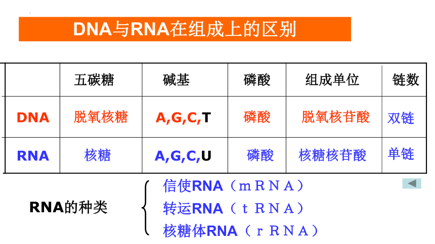 4.1基因指导蛋白质的合成课件(共51张PPT)-人教版必修二