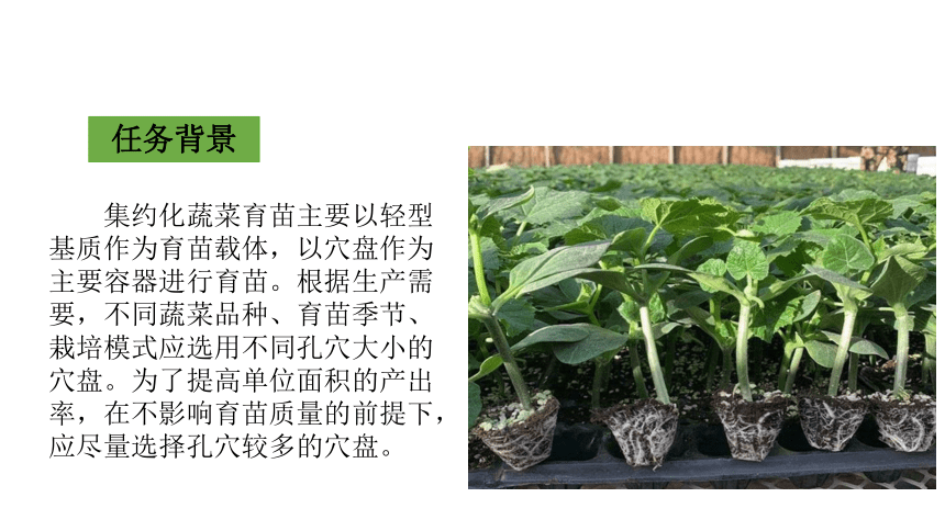 2.3蔬菜播种 课件(共35张PPT)-《蔬菜生产技术》同步教学（中国农业出版社）