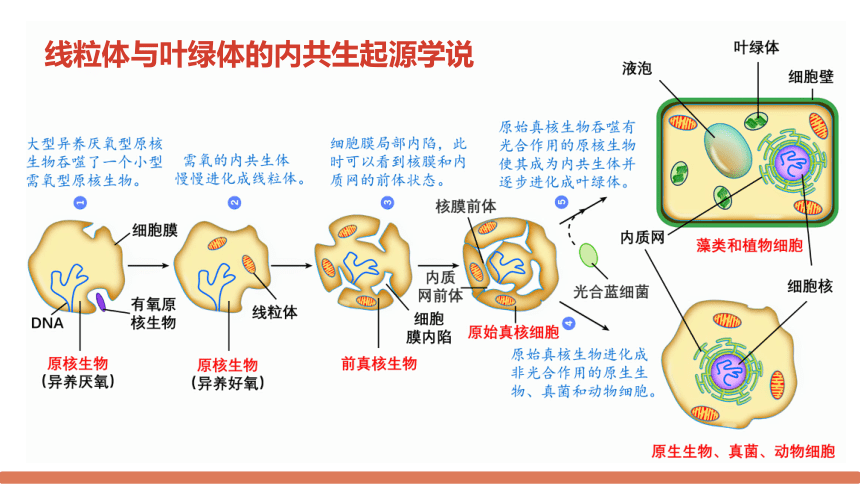 5.3 细胞呼吸的原理和应用（第一课时）（共17张PPT1个视频）高一生物课件（人教版2019必修1）