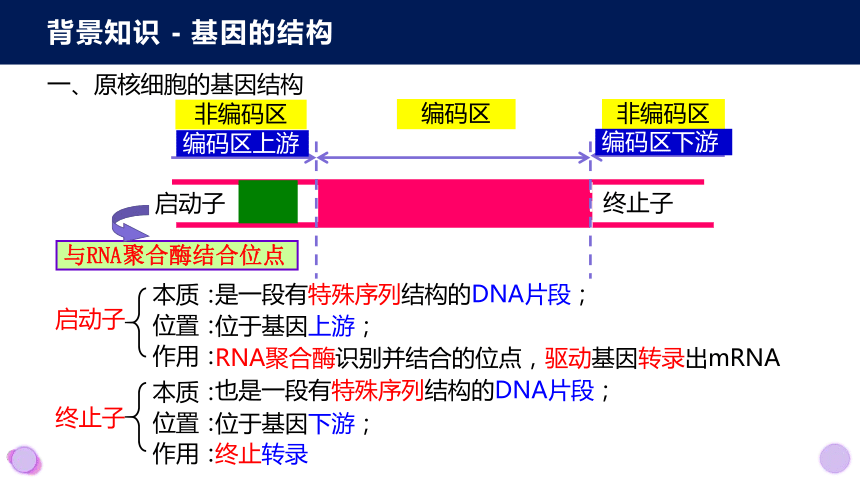 3.2基因工程的基本操作程序(共66张PPT2份视频)课件-人教版2019选择性必修3