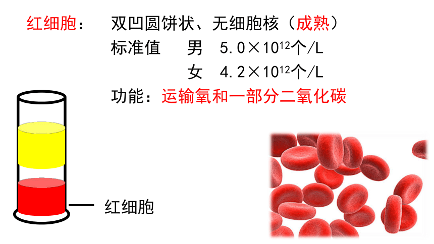 4.9.1血液课件 (共32张PPT)北师大版生物七年级下册