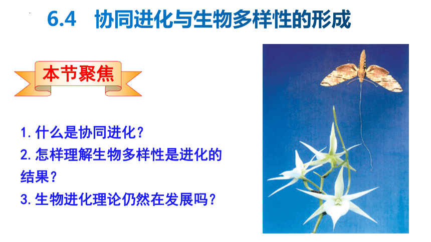 6.4协同进化与生物多样性的形成课件-(共28张PPT2份视频)人教版（2019）必修2