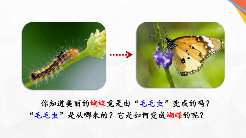 7.1.2 昆虫的生殖和发育-2023-2024学年八年级生物下册同步优质教学课件（人教版）(共25张PPT)
