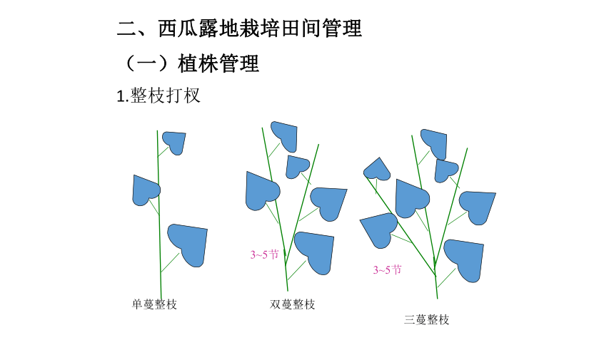 项目3.2 瓜类蔬菜生产--西瓜-3 课件(共21张PPT)- 《蔬菜生产技术》同步教学（机械工业版）