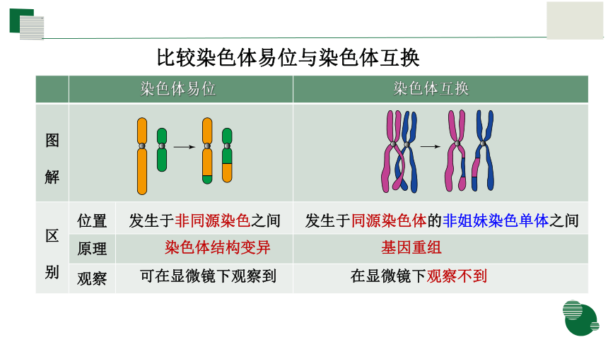 5.2.2染色体变异（第二课时）课件(共24张PPT)-人教版（2019）必修2