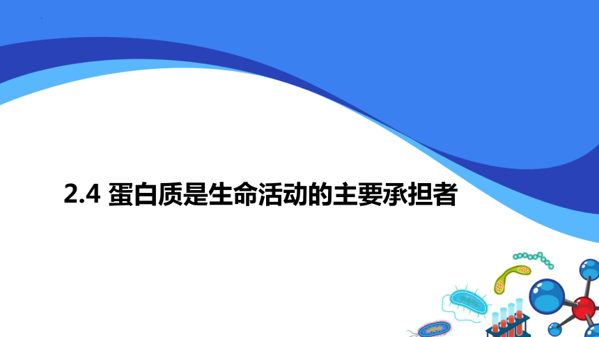 2.4蛋白质是生命活动的主要承担者课件（共46张PPT）人教版（2019）必修1