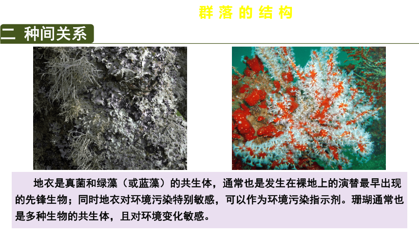 2.1群落的结构课件(共30张PPT) 人教版选择性必修2