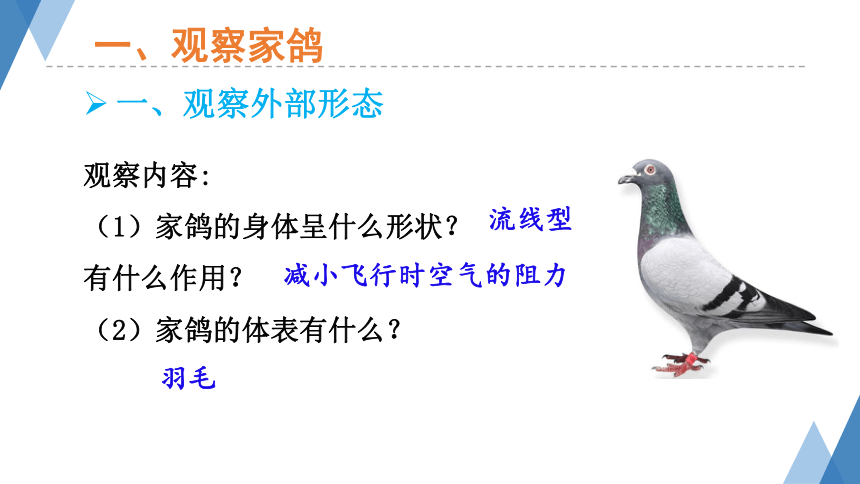 1.4.8鸟类 课件(共33张PPT）-2023-2024学年冀少版生物七年级上册