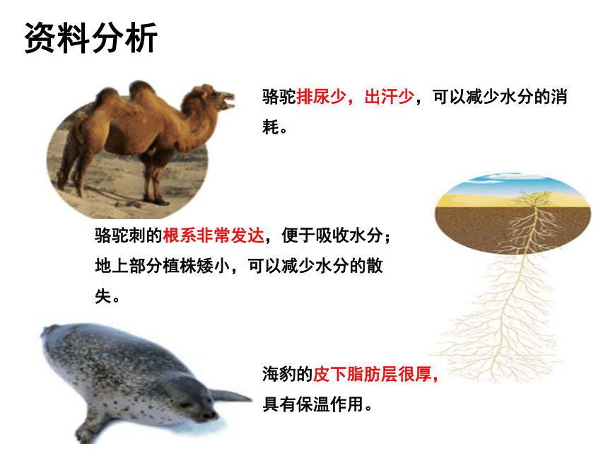 2021--2022学年人教版生物七年级上册1.2.1生物与环境的关系课件 （39张PPT）