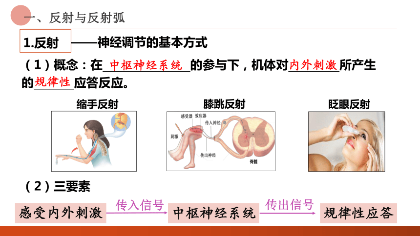 2.2神经调节的基本方式课件 (共26张PPT)人教版选择性必修1