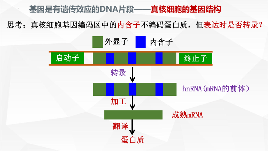 3.2.1基因工程的基本操作程序课件-(共50张PPT)人教版（2019）选择性必修3