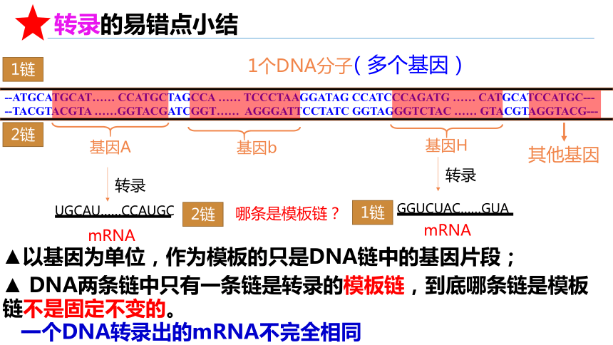 4.1基因指导蛋白质的合成课件(共39张PPT1份视频)-人教版（2019）必修2