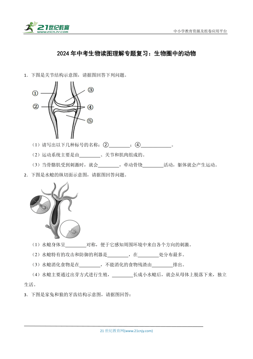 2024年中考生物读图理解专题复习：生物圈中的动物（含答案）