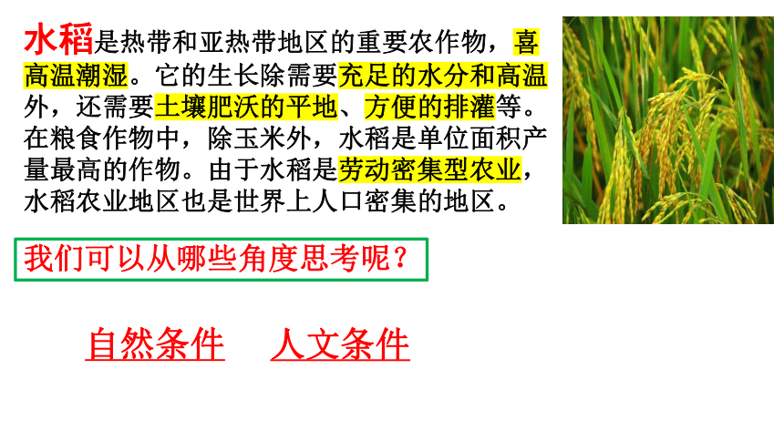 3.1.1稻作文化的印记