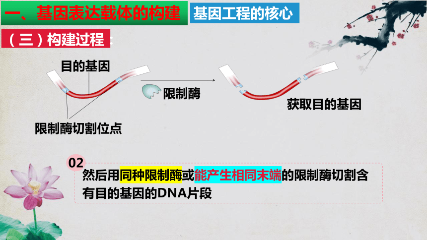 3.2基因工程的基本操作程序(共66张PPT1份视频)课件（第二课时）人教版2019选择性必修3