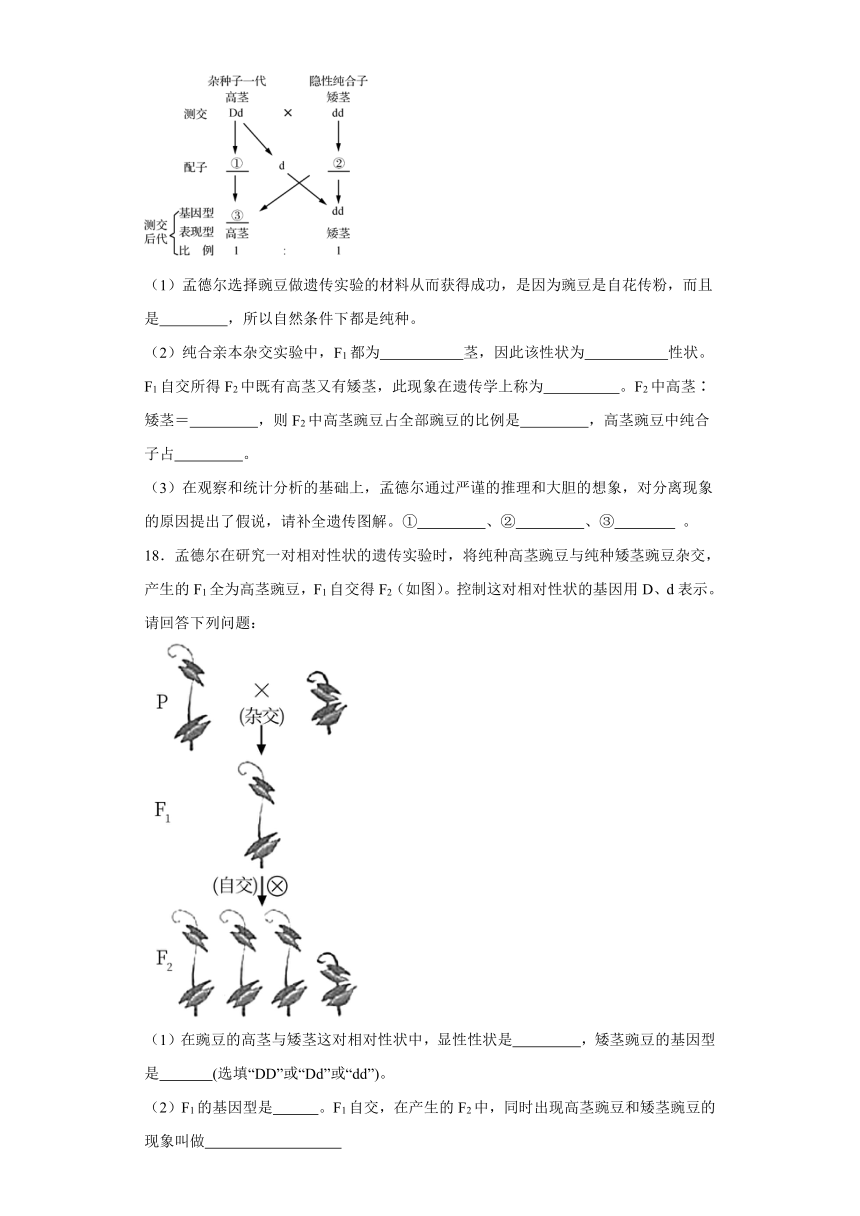 1.2.1分离定律（必刷练）-2023-2024学年高一生物（苏教版2019必修2）（含解析）