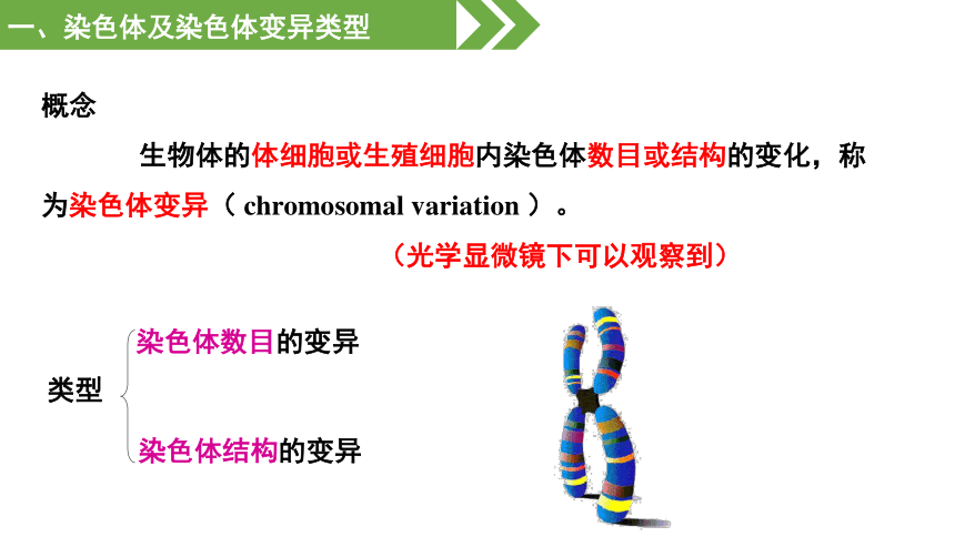 5.2染色体变异课件（共42张PPT）-人教版必修2
