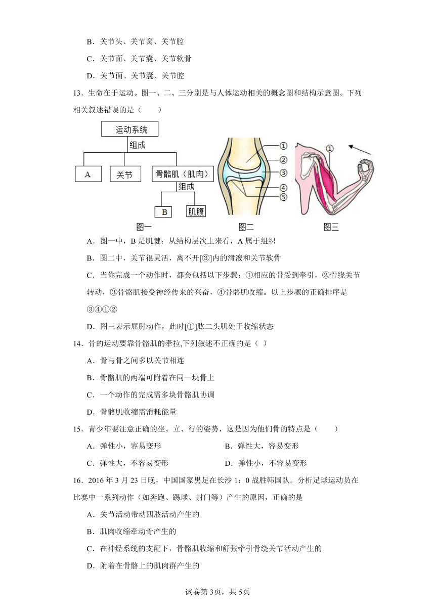 6.17.2动物的运动依赖于一定的结构同步练习（含答案）苏教版初中生物八年级上册