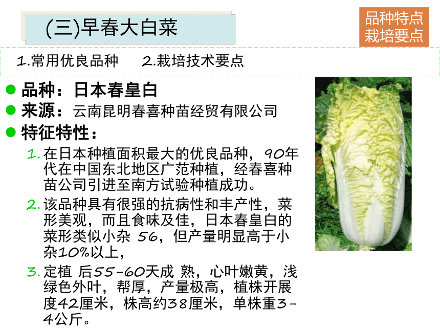 项目5.1 白菜类蔬菜生产--概述 课件(共53张PPT)- 《蔬菜生产技术》同步教学（机械工业版）