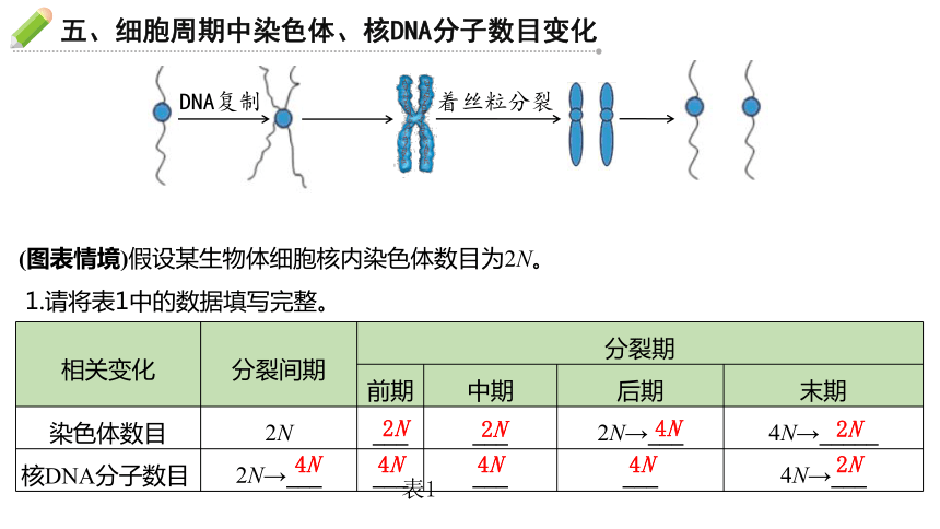 6.1细胞增殖（第3课时）课件（共21张PPT） 人教版必修1