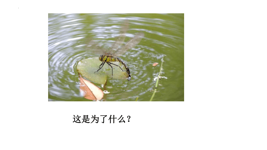 8.1.2昆虫的生殖和发育课件 (共22张PPT) 鲁科版生物八年级下册