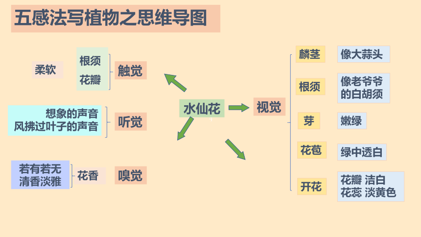 统编版语文三年级下册五感法写作之植物 课件(共22张PPT)