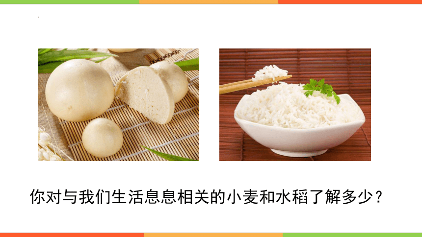 1.3.6单子叶植物课件（第二课时）2023-2024学年冀少版生物七年级上册(共28张PPT)