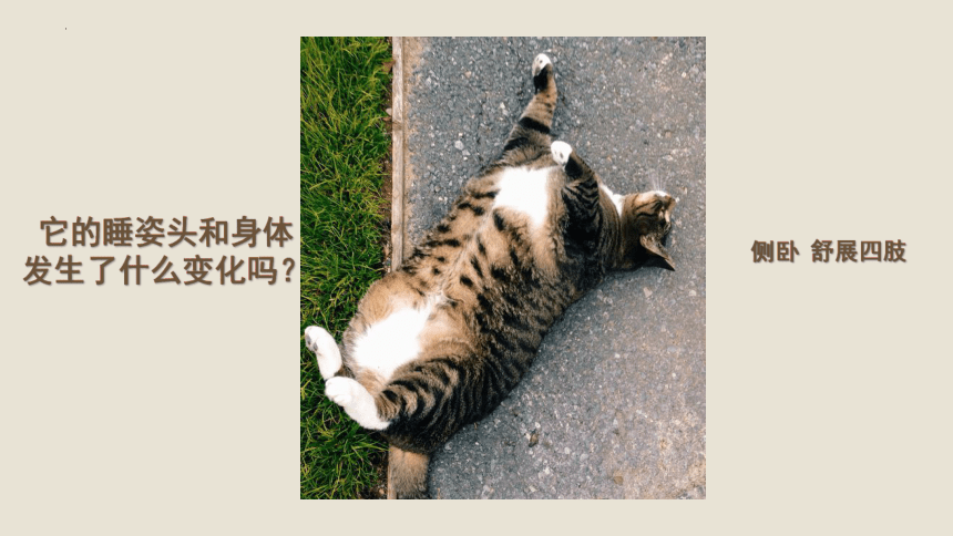 人美版(北京) 美术二年级上册 3.小花猫在睡觉 课件(共21张PPT+内嵌视频)