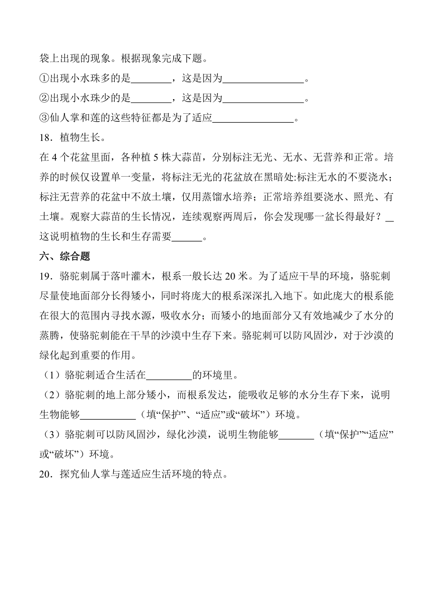 2023-2024学年科学三年级下册（冀人版）第6课 仙人掌与莲 同步分层作业（含答案）