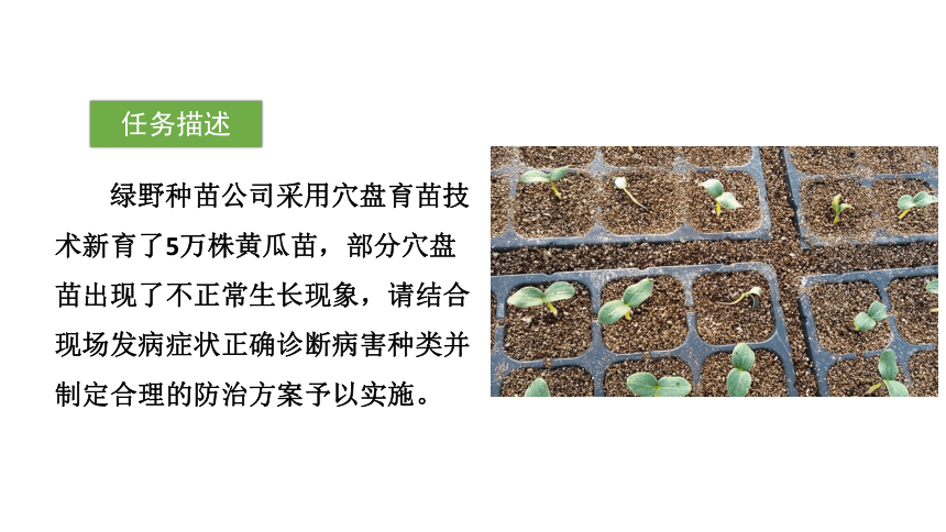 2.4.2穴盘苗常见侵染性病害诊断与防治 课件(共43张PPT)-《蔬菜生产技术》同步教学（中国农业出版社）