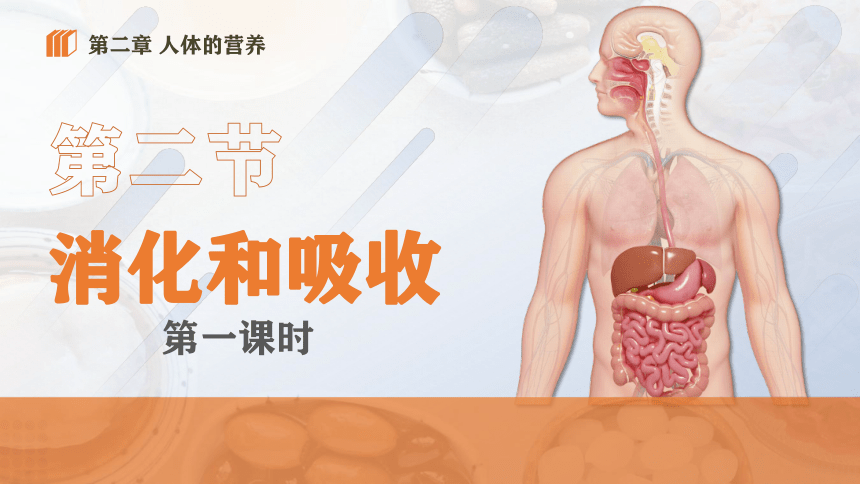 4.2.2 消化和吸收1 七下生物(共17张PPT)+视频素材