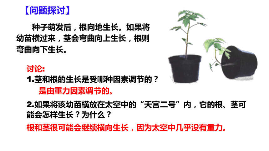 5.1 植物生长素-(共50张PPT)课件人教版2019选择性必修1
